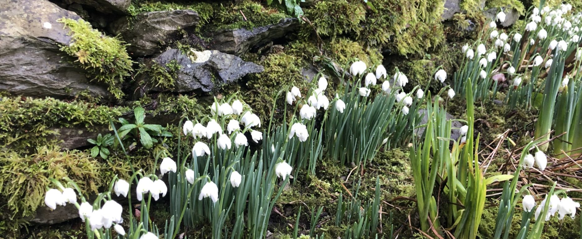 Snow drops in the Swarthmoor Hall Gardens